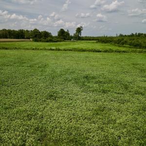 Photo #10 of SOLD property in Off Hwy 55, Dover, NC 14.1 acres