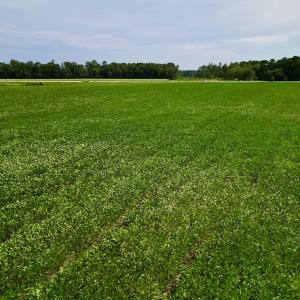 Photo #14 of SOLD property in Off Dover Fort Barnwell Rd, Dover, NC 32.0 acres