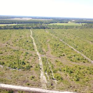 Photo #7 of 1115 Wilmar Rd, Vanceboro, NC 166.0 acres