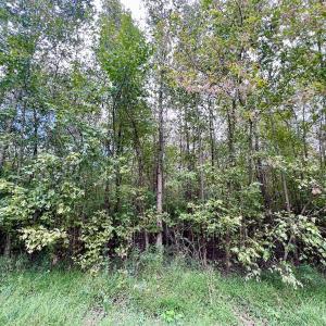 Photo #15 of SOLD property in Off Van Gert Rd, Winterville, NC 29.3 acres