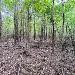 Photo #16 of SOLD property in Off Van Gert Rd, Winterville, NC 29.3 acres