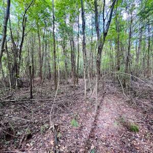 Photo #17 of SOLD property in Off Van Gert Rd, Winterville, NC 29.3 acres