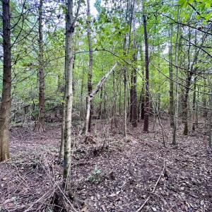 Photo #18 of SOLD property in Off Van Gert Rd, Winterville, NC 29.3 acres