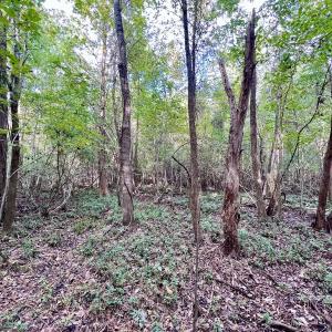 Photo #19 of SOLD property in Off Van Gert Rd, Winterville, NC 29.3 acres