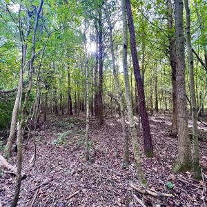 Photo #20 of SOLD property in Off Van Gert Rd, Winterville, NC 29.3 acres