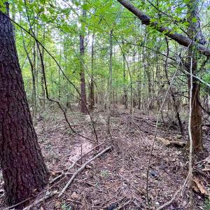 Photo #21 of SOLD property in Off Van Gert Rd, Winterville, NC 29.3 acres