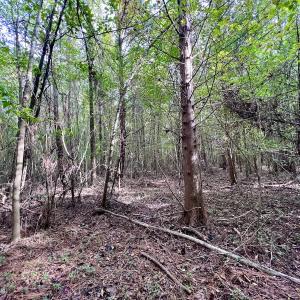 Photo #22 of SOLD property in Off Van Gert Rd, Winterville, NC 29.3 acres