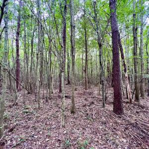 Photo #23 of SOLD property in Off Van Gert Rd, Winterville, NC 29.3 acres