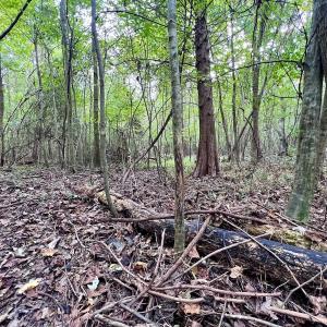 Photo #24 of SOLD property in Off Van Gert Rd, Winterville, NC 29.3 acres