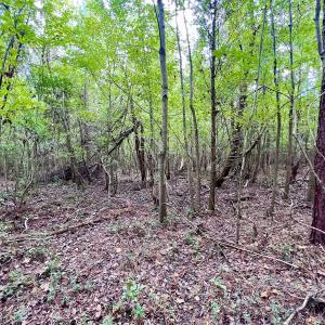 Photo #25 of SOLD property in Off Van Gert Rd, Winterville, NC 29.3 acres
