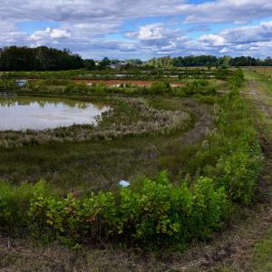 Photo #11 of SOLD property in Off Castoria Rd, Walstonburg, NC 22.8 acres