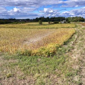 Photo #20 of SOLD property in Off Castoria Rd, Walstonburg, NC 22.8 acres