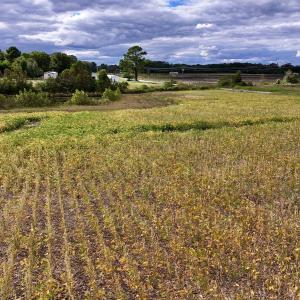Photo #26 of SOLD property in Off Castoria Rd, Walstonburg, NC 22.8 acres