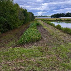 Photo #10 of SOLD property in Off Castoria Rd, Walstonburg, NC 22.8 acres