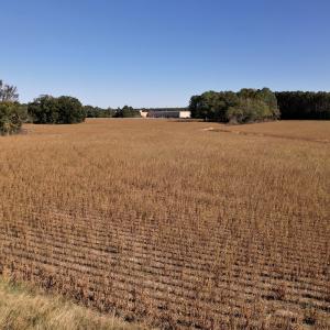 Photo #19 of SOLD property in Off Highway 9, Dillon, SC 26.3 acres