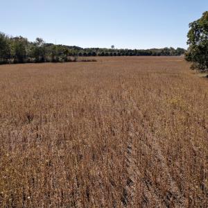 Photo #20 of Off Highway 9, Dillon, SC 26.3 acres