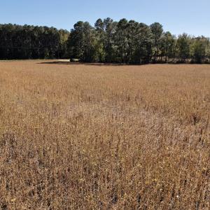 Photo #21 of Off Highway 9, Dillon, SC 26.3 acres