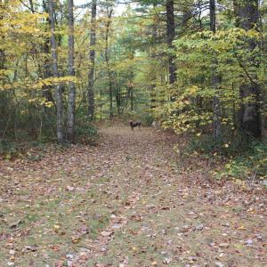 Photo #14 of 2551 Brushy Fork Rd , Head Waters, VA 14.1 acres