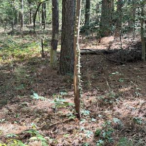 Photo #12 of Off Hollies Church Rd, Melfa, VA 16.8 acres