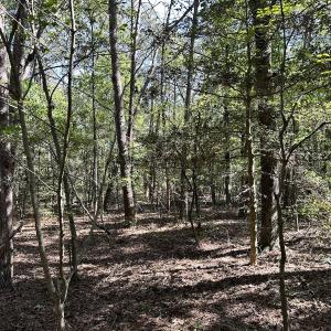 Photo #13 of Off Hollies Church Rd, Melfa, VA 16.8 acres