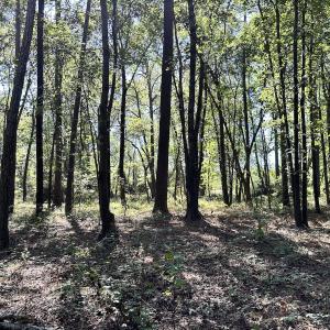 Photo #16 of Off Hollies Church Rd, Melfa, VA 16.8 acres