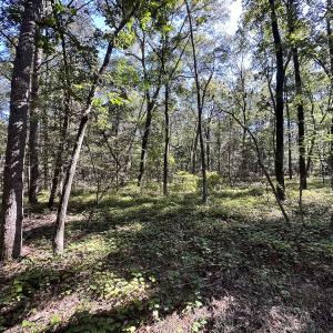 Photo #17 of Off Hollies Church Rd, Melfa, VA 16.8 acres