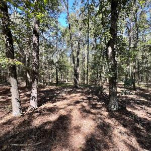 Photo #18 of Off Hollies Church Rd, Melfa, VA 16.8 acres