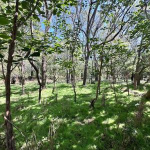 Photo #8 of Off Hollies Church Rd, Melfa, VA 16.8 acres
