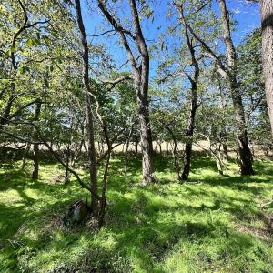 Photo #9 of Off Hollies Church Rd, Melfa, VA 16.8 acres