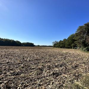 Photo #12 of Off Hollies Church Rd, Melfa, VA 78.9 acres