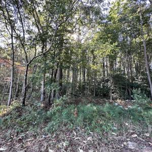 Photo #13 of Off Hollies Church Rd, Melfa, VA 78.9 acres