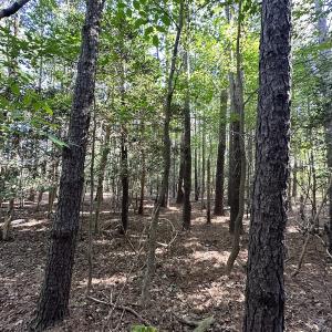Photo #14 of Off Hollies Church Rd, Melfa, VA 78.9 acres