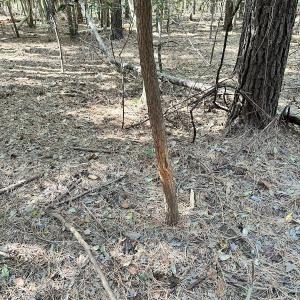 Photo #15 of Off Hollies Church Rd, Melfa, VA 78.9 acres