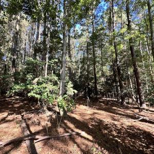 Photo #16 of Off Hollies Church Rd, Melfa, VA 78.9 acres