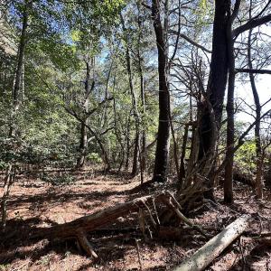 Photo #17 of Off Hollies Church Rd, Melfa, VA 78.9 acres