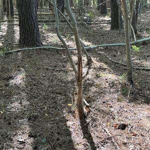 Photo #20 of Off Hollies Church Rd, Melfa, VA 78.9 acres