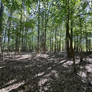 Photo #21 of Off Hollies Church Rd, Melfa, VA 78.9 acres