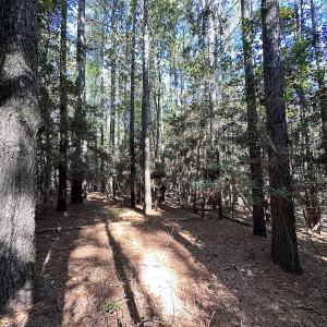 Photo #23 of Off Hollies Church Rd, Melfa, VA 78.9 acres