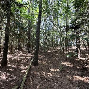 Photo #24 of Off Hollies Church Rd, Melfa, VA 78.9 acres