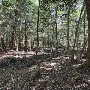 Photo #25 of Off Hollies Church Rd, Melfa, VA 78.9 acres