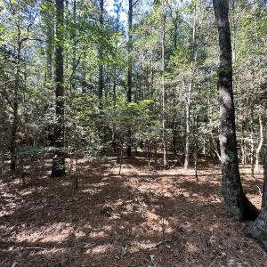 Photo #26 of Off Hollies Church Rd, Melfa, VA 78.9 acres