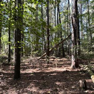 Photo #27 of Off Hollies Church Rd, Melfa, VA 78.9 acres