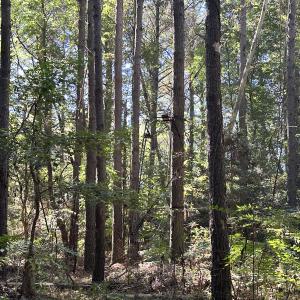 Photo #28 of Off Hollies Church Rd, Melfa, VA 78.9 acres