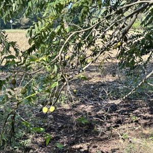 Photo #29 of Off Hollies Church Rd, Melfa, VA 78.9 acres