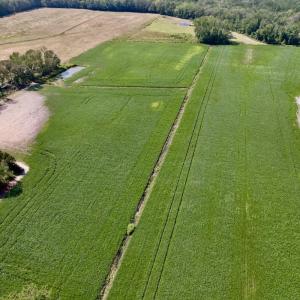 Photo #19 of SOLD property in Off Craven Farms Road, Vanceboro, NC 18.6 acres