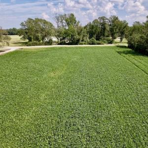 Photo #26 of SOLD property in Off Craven Farms Road, Vanceboro, NC 18.6 acres