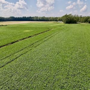 Photo #27 of SOLD property in Off Craven Farms Road, Vanceboro, NC 18.6 acres