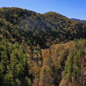 Photo #12 of SOLD property in Off Pole Bridge Rd, Stuart, VA 35.9 acres