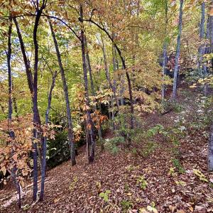 Photo #22 of SOLD property in Off Pole Bridge Rd, Stuart, VA 35.9 acres