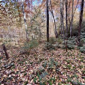 Photo #39 of SOLD property in Off Pole Bridge Rd, Stuart, VA 35.9 acres